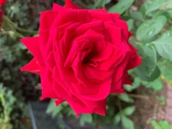 Edelrose 'Burgund ® 81' -Deutschland Garten Funk Verkaufs-Shop edelrose burgund 81 m005864 725093 0