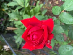 Edelrose 'Burgund ® 81' -Deutschland Garten Funk Verkaufs-Shop edelrose burgund 81 m005864 725093 1