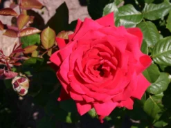 Edelrose 'Burgund ® 81' -Deutschland Garten Funk Verkaufs-Shop edelrose burgund 81 m005864 w 1