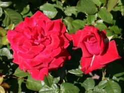 Edelrose 'Burgund ® 81' -Deutschland Garten Funk Verkaufs-Shop edelrose burgund 81 m005864 w 3