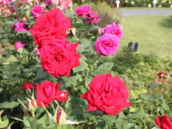 Edelrose 'Burgund ® 81' -Deutschland Garten Funk Verkaufs-Shop edelrose burgund 81 m005864 w 4