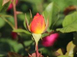 Edelrose 'Canary' ® 11 Edelrose 'Canary' ® -Deutschland Garten Funk Verkaufs-Shop edelrose canary m005868 w 0