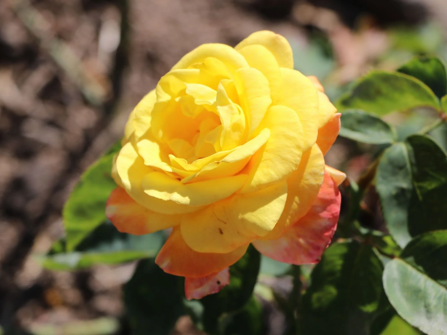 Edelrose 'Canary' ® 5 Edelrose 'Canary' ® – Bild 5