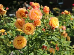 Edelrose 'Canary' ® 8 Edelrose 'Canary' ® -Deutschland Garten Funk Verkaufs-Shop edelrose canary m005868 w 2