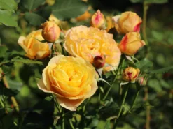 Edelrose 'Canary' ® 9 Edelrose 'Canary' ® -Deutschland Garten Funk Verkaufs-Shop edelrose canary m005868 w 3