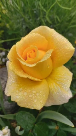 Edelrose 'Candlelight' ® 30 Edelrose 'Candlelight' ® -Deutschland Garten Funk Verkaufs-Shop edelrose candlelight m005598 1070290 0