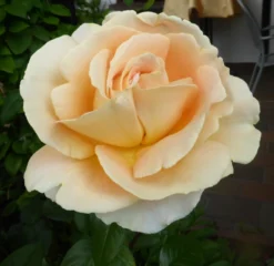 Edelrose 'Candlelight' ® 31 Edelrose 'Candlelight' ® -Deutschland Garten Funk Verkaufs-Shop edelrose candlelight m005598 121622 0