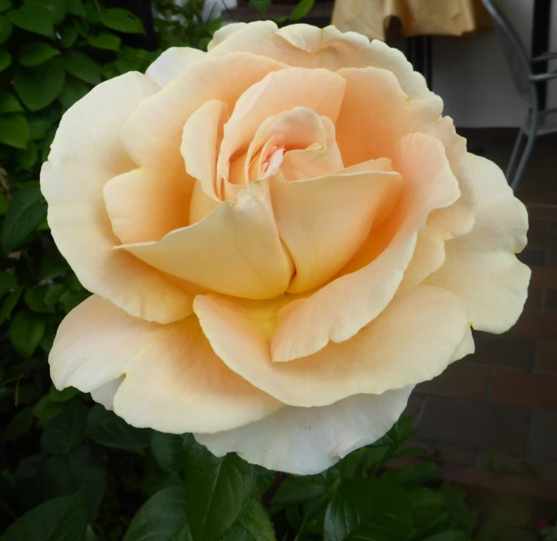 Edelrose 'Candlelight' ® 15 Edelrose 'Candlelight' ® – Bild 15