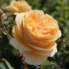 Edelrose 'Candlelight' ®