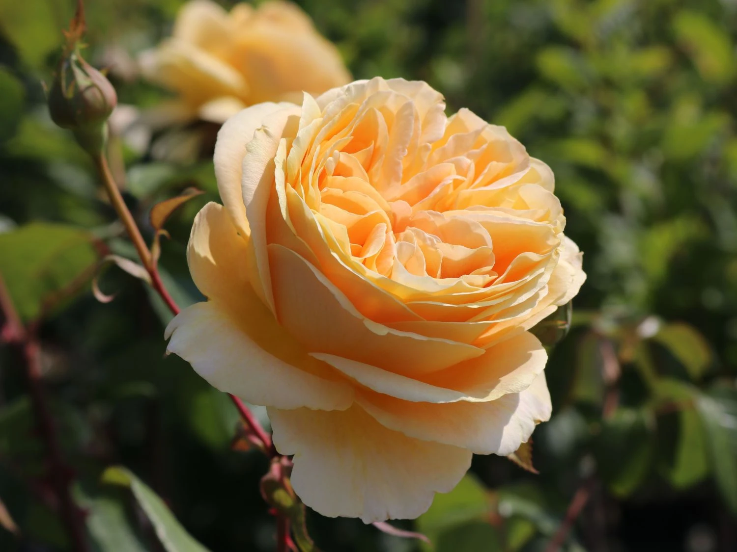Edelrose 'Candlelight' ® 1 Edelrose 'Candlelight' ®