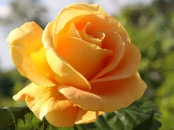 Edelrose 'Candlelight' ® 19 Edelrose 'Candlelight' ® -Deutschland Garten Funk Verkaufs-Shop edelrose candlelight m005598 w 0