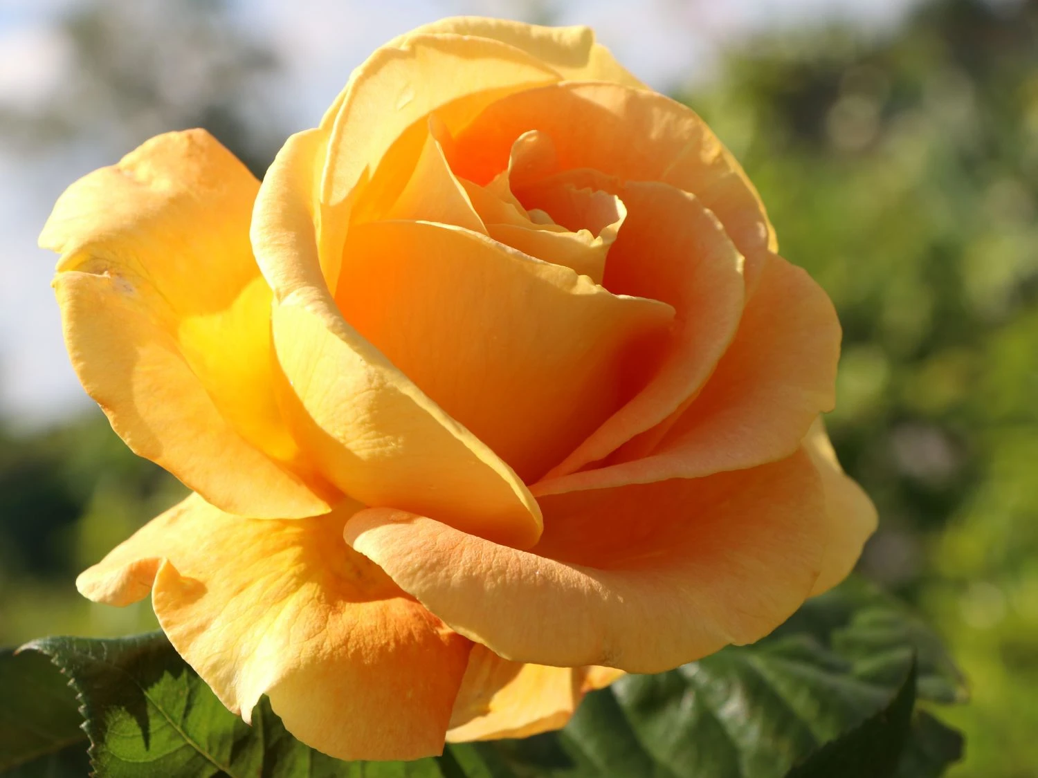 Edelrose 'Candlelight' ® 3 Edelrose 'Candlelight' ® – Bild 3