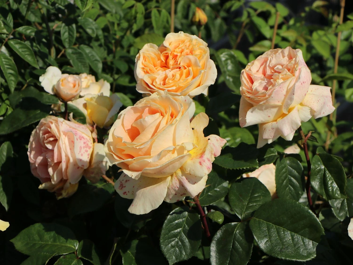 Edelrose 'Candlelight' ® 2 Edelrose 'Candlelight' ® – Bild 2