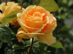 Edelrose 'Candlelight' ® 27 Edelrose 'Candlelight' ® -Deutschland Garten Funk Verkaufs-Shop edelrose candlelight m005598 w 10