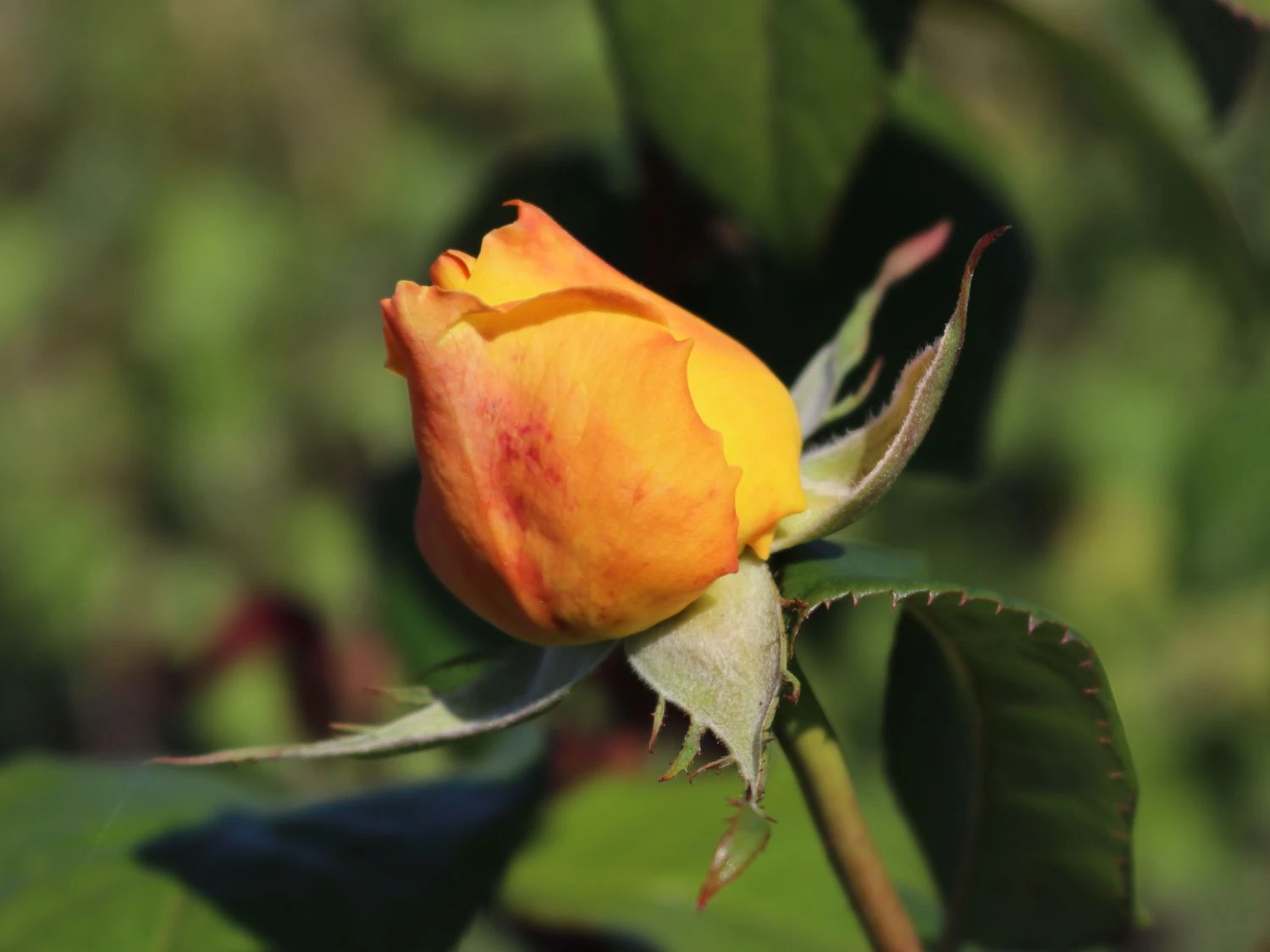 Edelrose 'Candlelight' ® 5 Edelrose 'Candlelight' ® – Bild 5