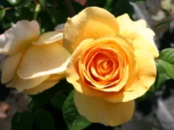 Edelrose 'Candlelight' ® 22 Edelrose 'Candlelight' ® -Deutschland Garten Funk Verkaufs-Shop edelrose candlelight m005598 w 3
