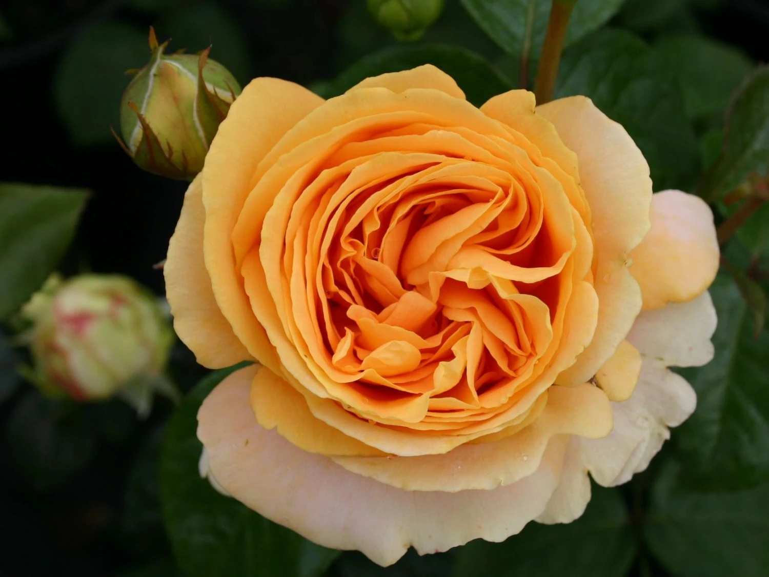 Edelrose 'Candlelight' ® 7 Edelrose 'Candlelight' ® – Bild 7