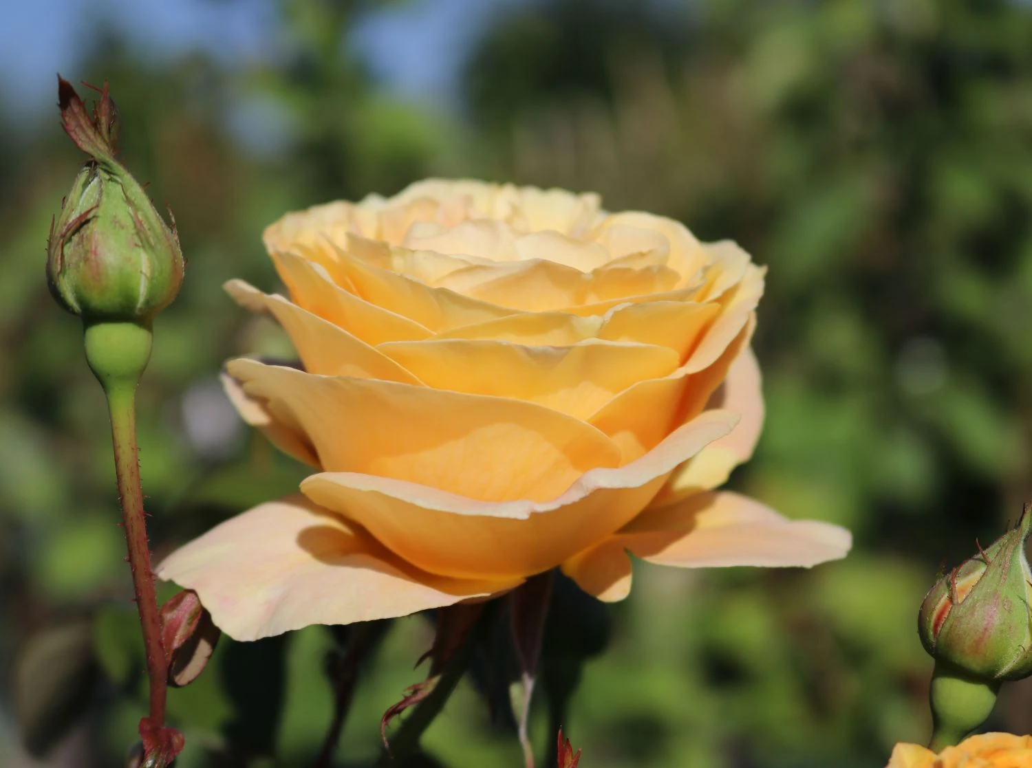 Edelrose 'Candlelight' ® 8 Edelrose 'Candlelight' ® – Bild 8