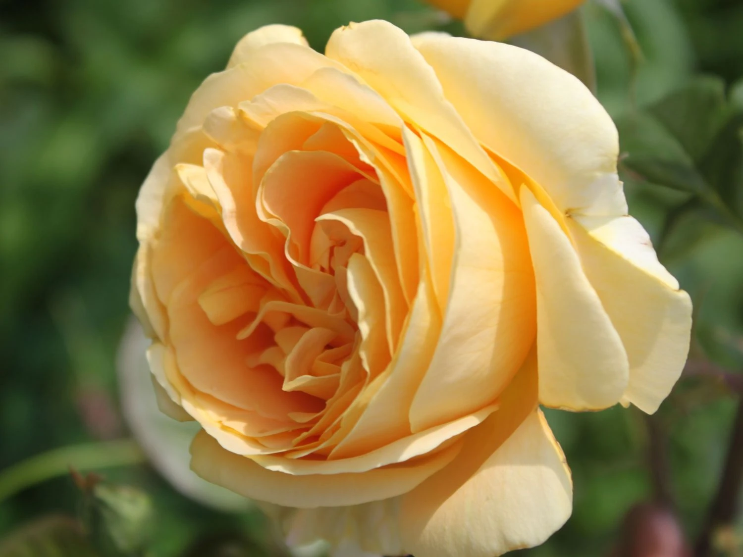 Edelrose 'Candlelight' ® 10 Edelrose 'Candlelight' ® – Bild 10