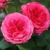 Edelrose 'Candy Rokoko' ®