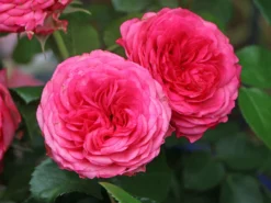 Edelrose 'Candy Rokoko' ®