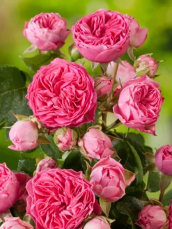 Edelrose 'Candy Rokoko' ® -Deutschland Garten Funk Verkaufs-Shop edelrose candy rokoko m101951 w 0