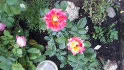 Edelrose 'Caribia' ® -Deutschland Garten Funk Verkaufs-Shop edelrose caribia m005876 1018470 1