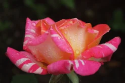 Edelrose 'Caribia' ® -Deutschland Garten Funk Verkaufs-Shop edelrose caribia m005876 908161 0