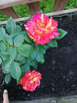 Edelrose 'Caribia' ® -Deutschland Garten Funk Verkaufs-Shop edelrose caribia m005876 987656 0