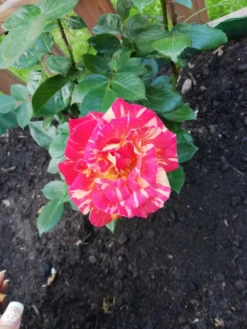 Edelrose 'Caribia' ® -Deutschland Garten Funk Verkaufs-Shop edelrose caribia m005876 987656 1