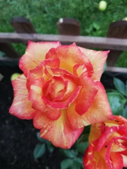 Edelrose 'Caribia' ® -Deutschland Garten Funk Verkaufs-Shop edelrose caribia m005876 987656 2