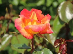 Edelrose 'Caribia' ®