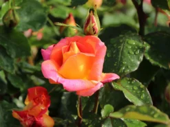 Edelrose 'Caribia' ® -Deutschland Garten Funk Verkaufs-Shop edelrose caribia m005876 w 2