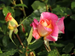 Edelrose 'Caribia' ® -Deutschland Garten Funk Verkaufs-Shop edelrose caribia m005876 w 3