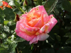 Edelrose 'Caribia' ® -Deutschland Garten Funk Verkaufs-Shop edelrose caribia m005876 w 4