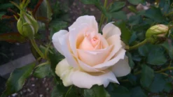 Edelrose 'Chandos Beauty' ® -Deutschland Garten Funk Verkaufs-Shop edelrose chandos beauty m092715 531140 0