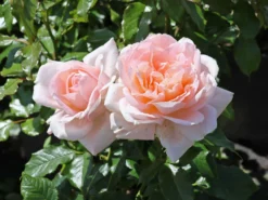 Edelrose 'Chandos Beauty' ®