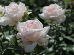 Edelrose 'Chandos Beauty' ® -Deutschland Garten Funk Verkaufs-Shop edelrose chandos beauty m092715 w 0