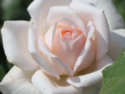 Edelrose 'Chandos Beauty' ® -Deutschland Garten Funk Verkaufs-Shop edelrose chandos beauty m092715 w 2