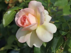 Edelrose 'Chandos Beauty' ® -Deutschland Garten Funk Verkaufs-Shop edelrose chandos beauty m092715 w 4