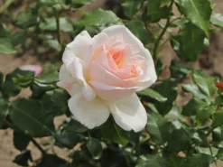 Edelrose 'Chandos Beauty' ® -Deutschland Garten Funk Verkaufs-Shop edelrose chandos beauty m092715 w 6