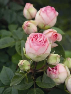 Nostalgie®-Edelrose 'Charming Piano' ® -Deutschland Garten Funk Verkaufs-Shop edelrose charming piano m080635 w 0