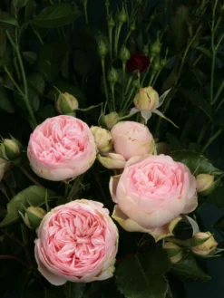 Nostalgie®-Edelrose 'Charming Piano' ® -Deutschland Garten Funk Verkaufs-Shop edelrose charming piano m080635 w 1