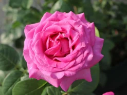 Edelrose 'Chartreuse De Parme' ® -Deutschland Garten Funk Verkaufs-Shop edelrose chartreuse de parme m080636 w 0