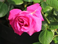 Edelrose 'Chartreuse De Parme' ® -Deutschland Garten Funk Verkaufs-Shop edelrose chartreuse de parme m080636 w 1