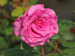 Edelrose 'Chartreuse De Parme' ® -Deutschland Garten Funk Verkaufs-Shop edelrose chartreuse de parme m080636 w 2