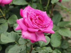 Edelrose 'Chartreuse De Parme' ® -Deutschland Garten Funk Verkaufs-Shop edelrose chartreuse de parme m080636 w 3