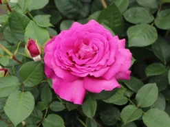 Edelrose 'Chartreuse De Parme' ® -Deutschland Garten Funk Verkaufs-Shop edelrose chartreuse de parme m080636 w 4