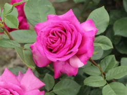 Edelrose 'Chartreuse De Parme' ® -Deutschland Garten Funk Verkaufs-Shop edelrose chartreuse de parme m080636 w 5