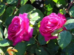 Edelrose 'Chartreuse De Parme' ® -Deutschland Garten Funk Verkaufs-Shop edelrose chartreuse de parme m080636 w 7